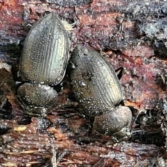 Adelium sp. (genus) (Adelium darkling beetle) at Gundary, NSW - 13 Jul 2024 by trevorpreston