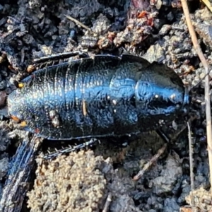 Platyzosteria similis at Gundary, NSW - 13 Jul 2024