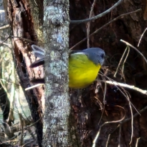 Eopsaltria australis at Gundary, NSW - 13 Jul 2024 12:28 PM