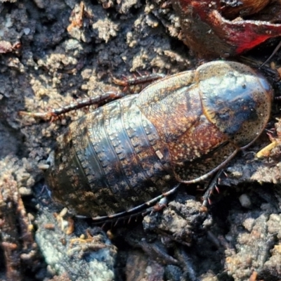 Molytria perplexa (Bark Cockroach) at Gundary, NSW - 13 Jul 2024 by trevorpreston