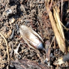 Molytria perplexa (Bark Cockroach) at Gundary, NSW - 13 Jul 2024 by trevorpreston