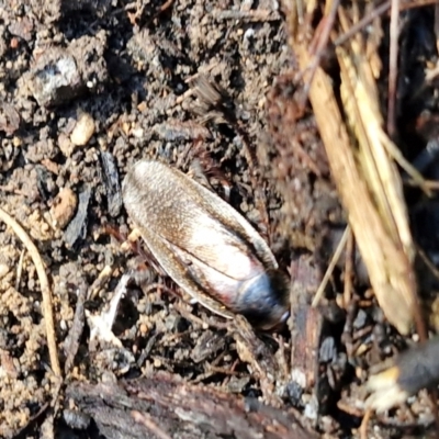 Molytria perplexa (Bark Cockroach) at Gundary, NSW - 13 Jul 2024 by trevorpreston