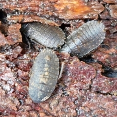 Molytria perplexa (Bark Cockroach) at Gundary, NSW - 13 Jul 2024 by trevorpreston