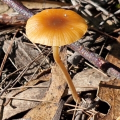 Unidentified Cap on a stem; gills below cap [mushrooms or mushroom-like] at Gundary, NSW - 13 Jul 2024 by trevorpreston