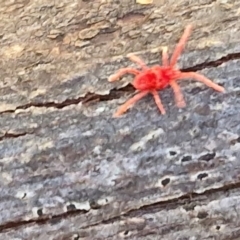 Paratrombium sp. (genus) (A velvet mite) at Gundary, NSW - 13 Jul 2024 by trevorpreston