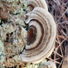 Trametes versicolor (Turkey Tail) at Gundary, NSW - 13 Jul 2024 by trevorpreston