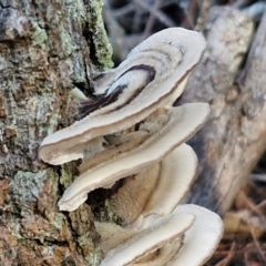 Trametes versicolor at Gundary, NSW - 13 Jul 2024