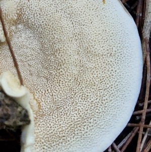 Trametes versicolor at Gundary, NSW - 13 Jul 2024