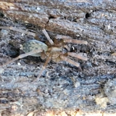 Clubiona sp. (genus) (Unidentified Stout Sac Spider) at Gundary, NSW - 13 Jul 2024 by trevorpreston