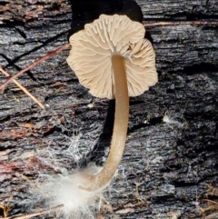 Unverified Cap on a stem; gills below cap [mushrooms or mushroom-like] at Gundary, NSW - 13 Jul 2024 by trevorpreston