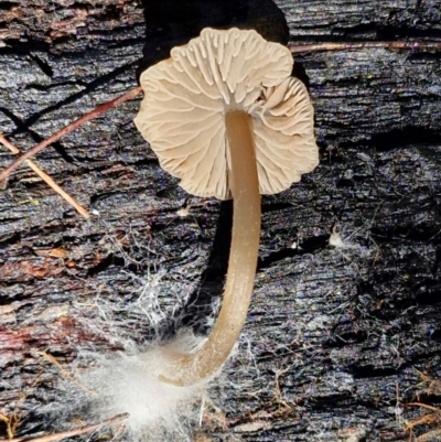 Unverified Cap on a stem; gills below cap [mushrooms or mushroom-like] at Gundary, NSW - 13 Jul 2024 by trevorpreston