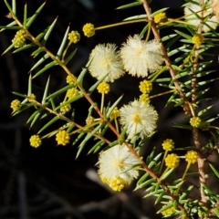 Acacia ulicifolia (Prickly Moses) at Gundary, NSW - 13 Jul 2024 by trevorpreston