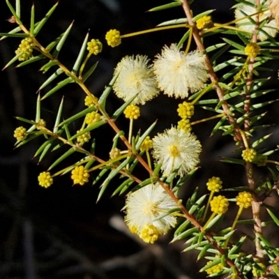 Acacia ulicifolia (Prickly Moses) at Gundary, NSW - 13 Jul 2024 by trevorpreston