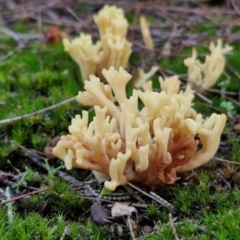 Ramaria sp. (A Coral fungus) at Gundary, NSW - 13 Jul 2024 by trevorpreston