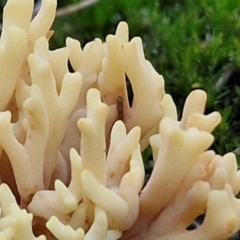 Ramaria sp. at Gundary, NSW - 13 Jul 2024