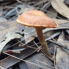 Unverified Cap on a stem; gills below cap [mushrooms or mushroom-like] at Gundary, NSW - 13 Jul 2024 by trevorpreston