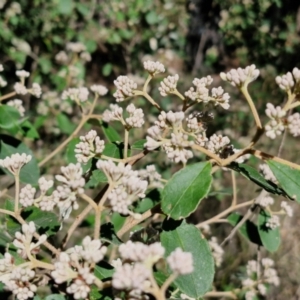 Pomaderris lanigera at Gundary, NSW - 13 Jul 2024