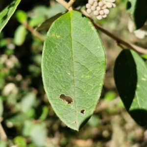 Pomaderris lanigera at Gundary, NSW - 13 Jul 2024