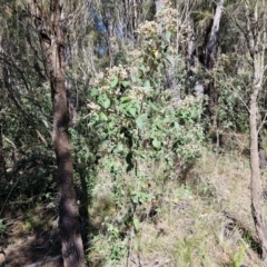 Pomaderris lanigera at Gundary, NSW - 13 Jul 2024 12:14 PM