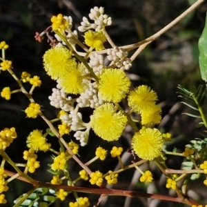 Acacia terminalis at Gundary, NSW - 13 Jul 2024 12:13 PM