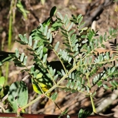 Acacia terminalis at Gundary, NSW - 13 Jul 2024 12:13 PM