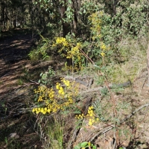 Acacia terminalis at Gundary, NSW - 13 Jul 2024 12:13 PM