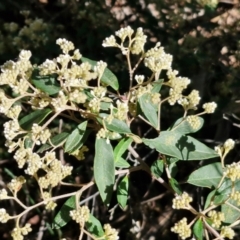 Pomaderris andromedifolia (Yellow Pomaderris) at Gundary, NSW - 13 Jul 2024 by trevorpreston