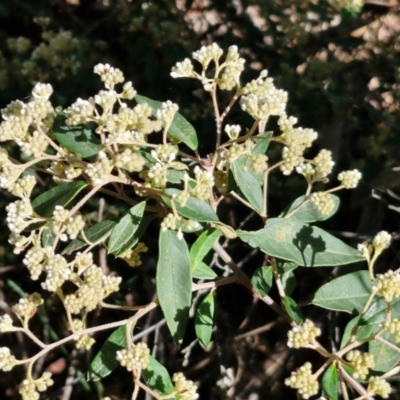 Pomaderris andromedifolia (Yellow Pomaderris) at Gundary, NSW - 13 Jul 2024 by trevorpreston