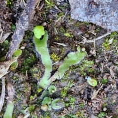 Asterella drummondii (A thallose liverwort) at Bungonia, NSW - 13 Jul 2024 by trevorpreston