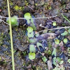 Asterella drummondii at Bungonia, NSW - 13 Jul 2024 11:45 AM