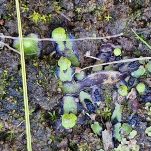 Asterella drummondii at Bungonia, NSW - 13 Jul 2024 11:45 AM