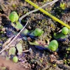 Asterella drummondii at Bungonia, NSW - 13 Jul 2024