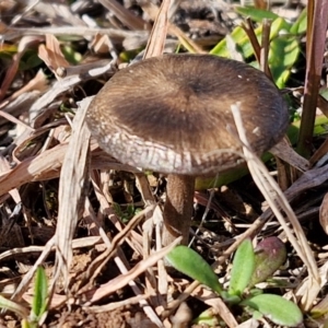 zz agaric (stem; gills not white/cream) at Bungonia, NSW - 13 Jul 2024