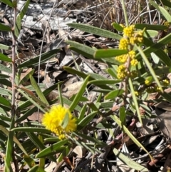 Acacia lanigera var. lanigera (Woolly Wattle, Hairy Wattle) at Acton, ACT - 13 Jul 2024 by Clarel