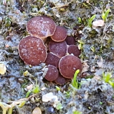 Phaeohelotium succineoguttulatum at Bungonia, NSW - 13 Jul 2024 by trevorpreston