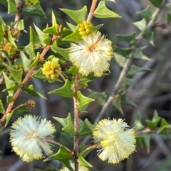 Acacia gunnii (Ploughshare Wattle) at Acton, ACT - 13 Jul 2024 by Clarel