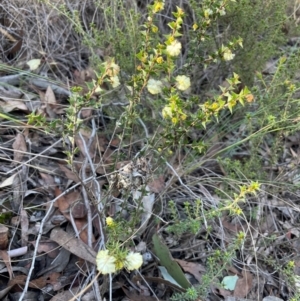 Acacia gunnii at Acton, ACT - 13 Jul 2024