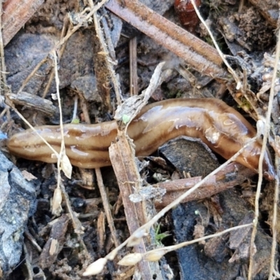 Anzoplana trilineata (A Flatworm) at Bungonia, NSW - 13 Jul 2024 by trevorpreston