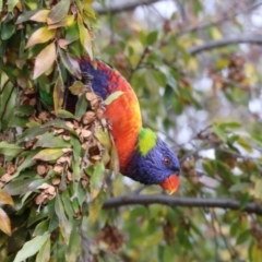 Trichoglossus moluccanus (Rainbow Lorikeet) at Phillip, ACT - 12 Jul 2024 by AlisonMilton