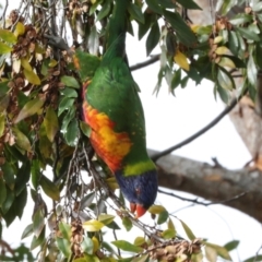 Trichoglossus moluccanus at Phillip, ACT - 12 Jul 2024