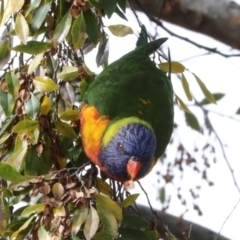 Trichoglossus moluccanus at Phillip, ACT - 12 Jul 2024