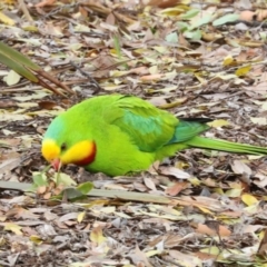 Polytelis swainsonii (Superb Parrot) at Phillip, ACT - 12 Jul 2024 by AlisonMilton