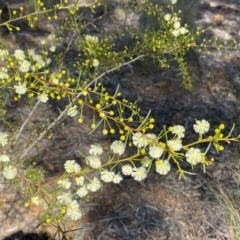 Acacia genistifolia (Early Wattle) at Acton, ACT - 13 Jul 2024 by Clarel