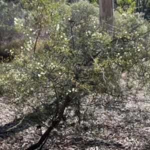 Acacia genistifolia at Acton, ACT - 13 Jul 2024