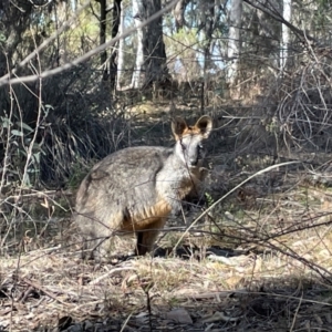 Wallabia bicolor at Acton, ACT - 13 Jul 2024