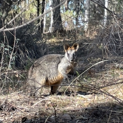 Wallabia bicolor (Swamp Wallaby) at Acton, ACT - 13 Jul 2024 by Clarel