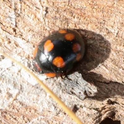 Paropsisterna beata (Blessed Leaf Beetle) at Phillip, ACT - 12 Jul 2024 by AlisonMilton