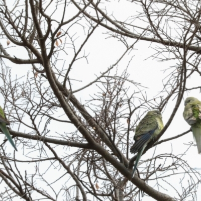 Psephotus haematonotus (Red-rumped Parrot) at Phillip, ACT - 12 Jul 2024 by AlisonMilton