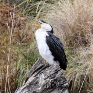 Microcarbo melanoleucos at Phillip, ACT - 12 Jul 2024