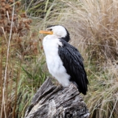 Microcarbo melanoleucos at Phillip, ACT - 12 Jul 2024